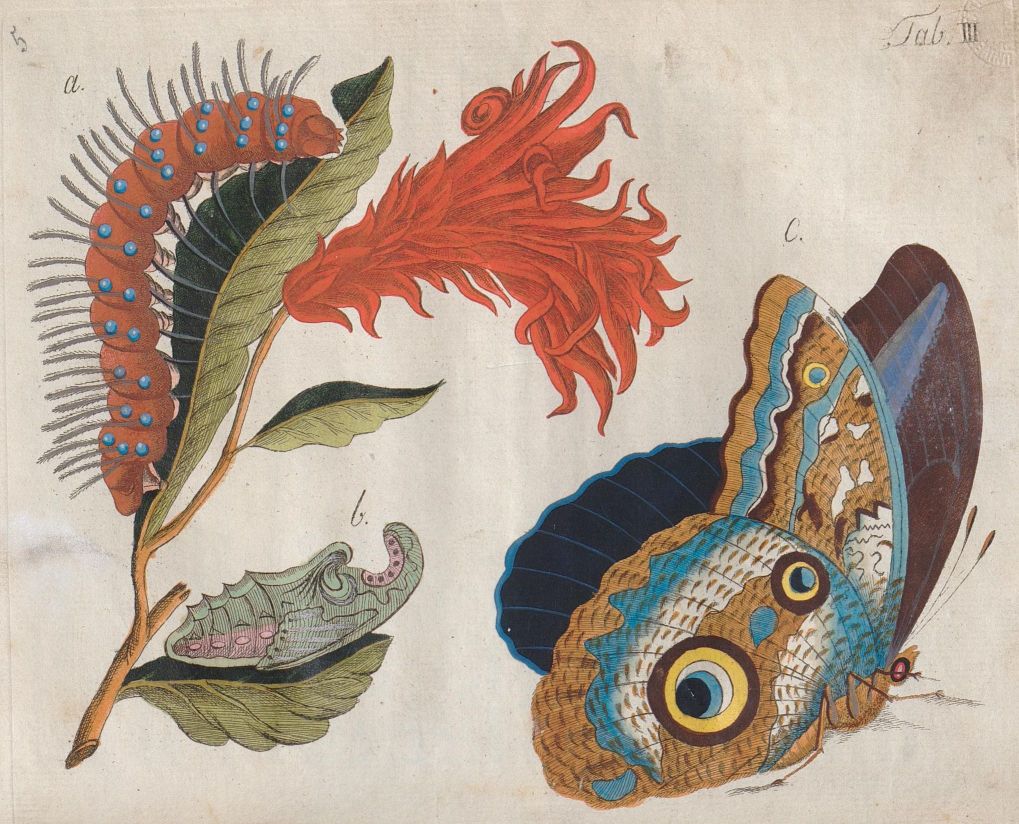 Richter: Schmetterlinge, 1805 - Tafel Nr. 5 - Raupe und Schmetterling des kleinen Atlasschmetterlings