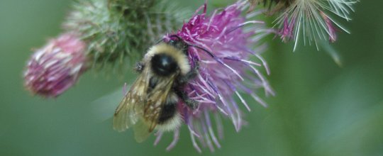Hummel und Distel