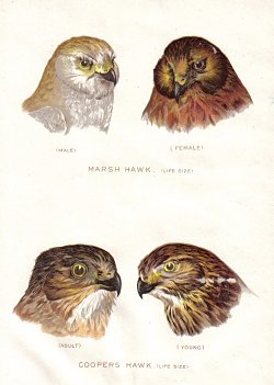 Hawk