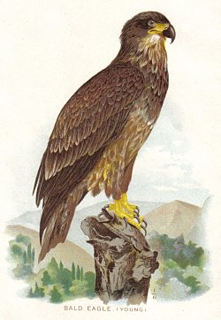 Eagle