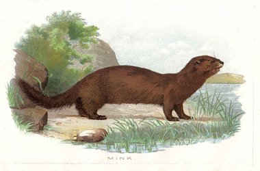 Mink