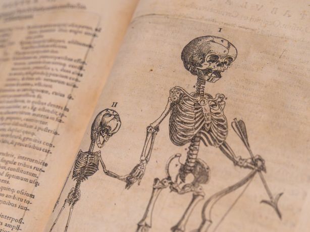 Illustration eines Kinder- und Erwachsenenskelettes. Die Illustrationen sind Teil des Buches "De corporis humani structura et usu" von Felix Platter.