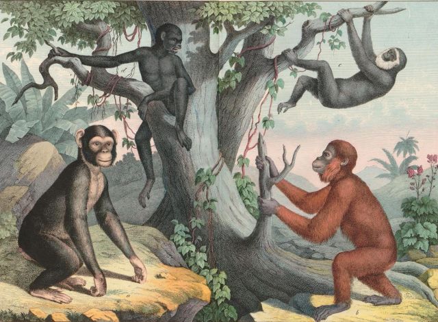 Vorschaubild: Grafik aus einem Kinderbuch mit Affen an einem Baum