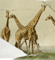 Eine Zeichnung mehrerer Giraffen