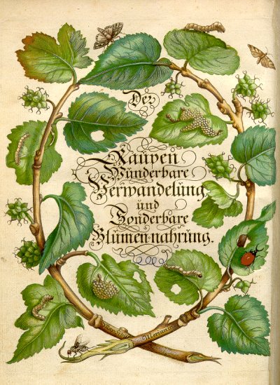 Merian